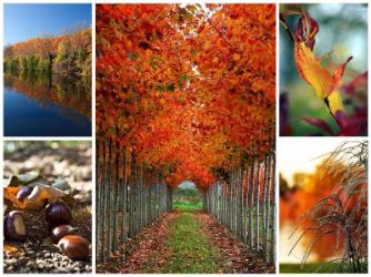 Як фотографувати восени, особливості осінньої фотографії.